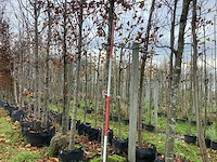 Haagbeuk - vormboom - afbeelding 1 van  3