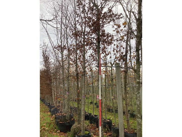 Haagbeuk - vormboom - afbeelding 2 van  3