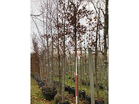 Haagbeuk - vormboom - afbeelding 2 van  3