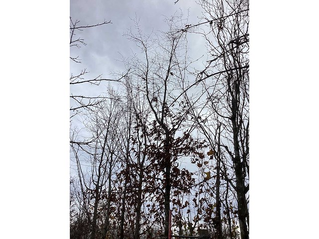 Haagbeuk - vormboom - afbeelding 3 van  3