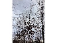 Haagbeuk - vormboom - afbeelding 3 van  3