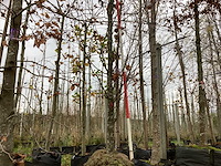 Haagbeuk - vormboom - afbeelding 1 van  3