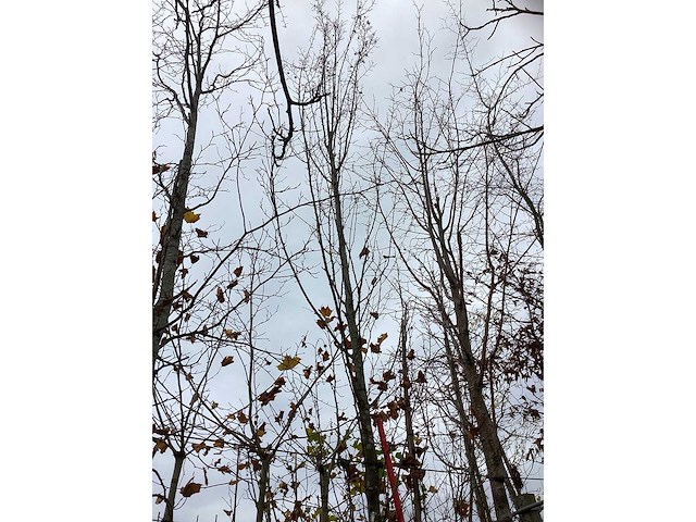 Haagbeuk - vormboom - afbeelding 2 van  3