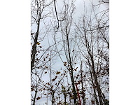 Haagbeuk - vormboom - afbeelding 2 van  3