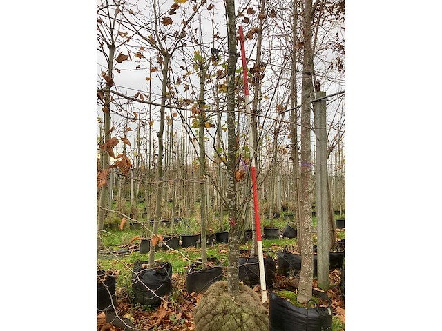 Haagbeuk - vormboom - afbeelding 3 van  3