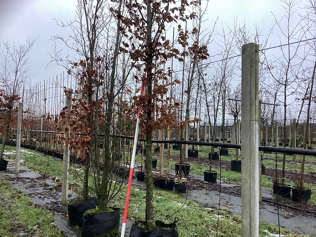 Haagbeuk - vormboom - afbeelding 1 van  3