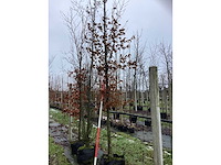 Haagbeuk - vormboom - afbeelding 2 van  3