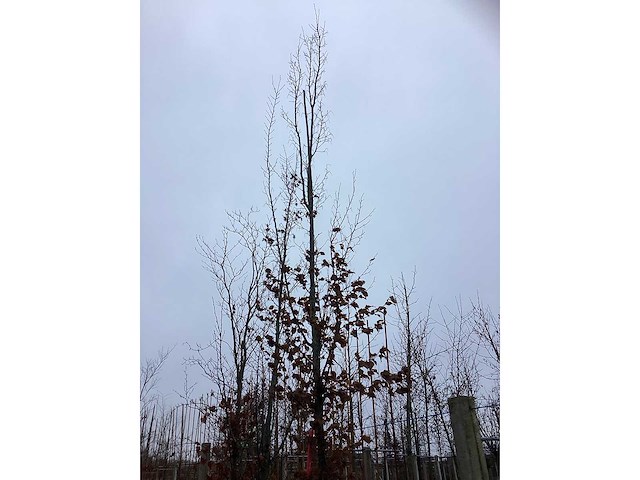 Haagbeuk - vormboom - afbeelding 3 van  3