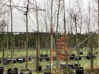 Haagbeuk - vormboom - afbeelding 1 van  3