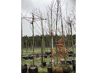 Haagbeuk - vormboom - afbeelding 2 van  3