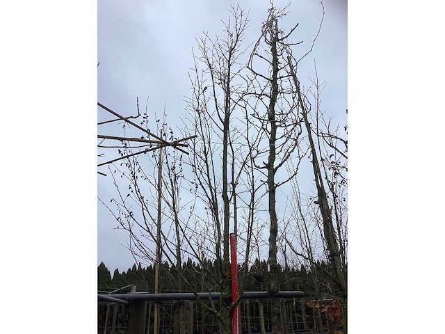 Haagbeuk - vormboom - afbeelding 3 van  3