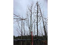 Haagbeuk - vormboom - afbeelding 3 van  3