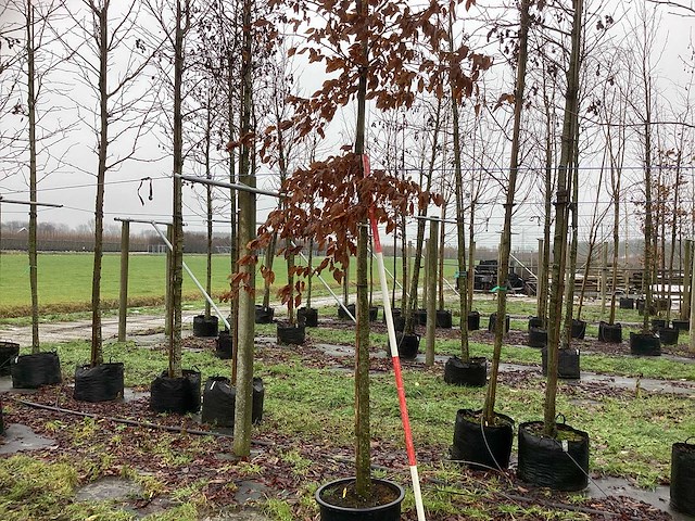 Haagbeuk - vormboom - afbeelding 1 van  3