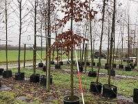 Haagbeuk - vormboom - afbeelding 1 van  3