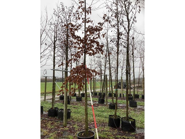 Haagbeuk - vormboom - afbeelding 2 van  3