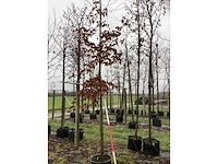 Haagbeuk - vormboom - afbeelding 2 van  3