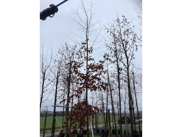 Haagbeuk - vormboom - afbeelding 3 van  3