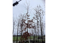 Haagbeuk - vormboom - afbeelding 3 van  3