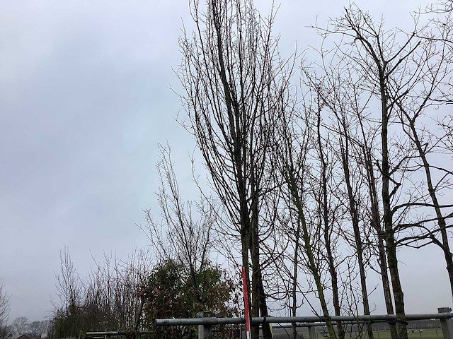 Haagbeuk - vormboom - afbeelding 2 van  2