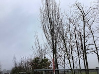 Haagbeuk - vormboom - afbeelding 2 van  2