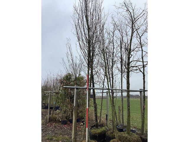 Haagbeuk - vormboom - afbeelding 1 van  2