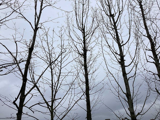 Haagbeuk - vormboom - afbeelding 1 van  2