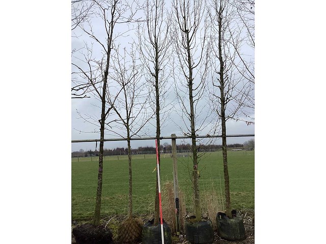 Haagbeuk - vormboom - afbeelding 2 van  2