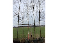 Haagbeuk - vormboom - afbeelding 2 van  2