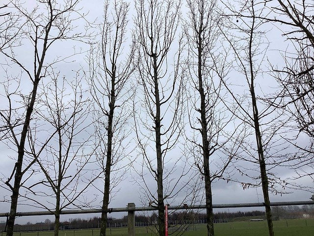 Haagbeuk - vormboom - afbeelding 1 van  3