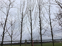 Haagbeuk - vormboom - afbeelding 1 van  3