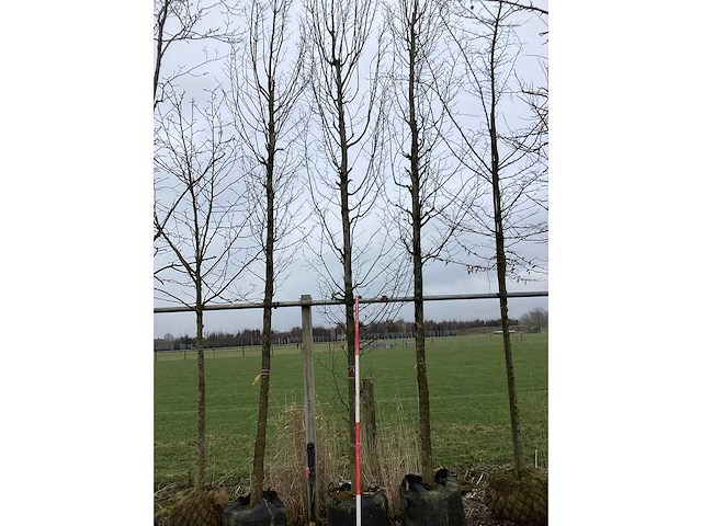 Haagbeuk - vormboom - afbeelding 2 van  3