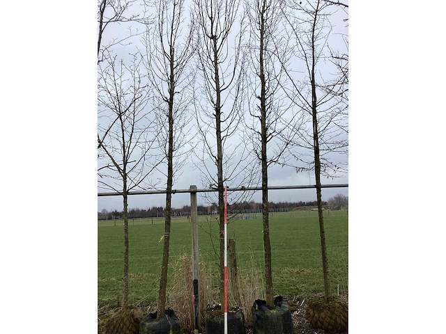 Haagbeuk - vormboom - afbeelding 3 van  3