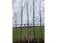 Haagbeuk - vormboom - afbeelding 3 van  3