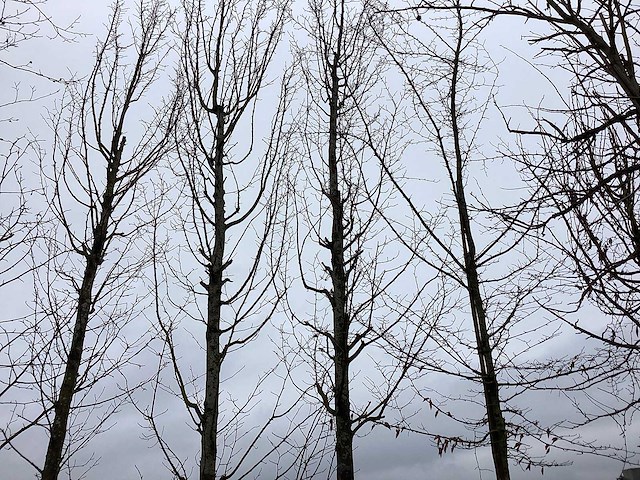 Haagbeuk - vormboom - afbeelding 1 van  2