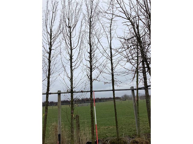 Haagbeuk - vormboom - afbeelding 2 van  2