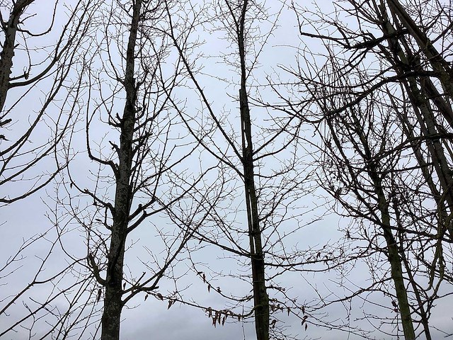 Haagbeuk - vormboom - afbeelding 1 van  2