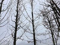 Haagbeuk - vormboom - afbeelding 1 van  2