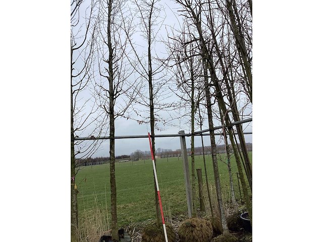 Haagbeuk - vormboom - afbeelding 2 van  2