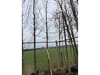 Haagbeuk - vormboom - afbeelding 2 van  2