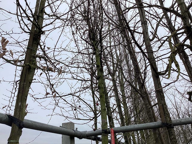 Haagbeuk - vormboom - afbeelding 1 van  2