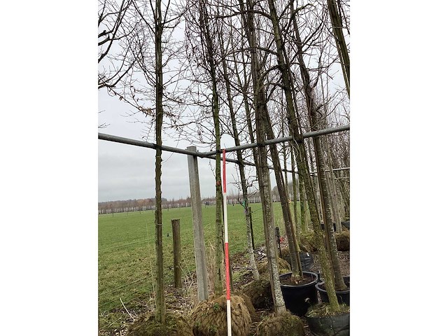 Haagbeuk - vormboom - afbeelding 2 van  2