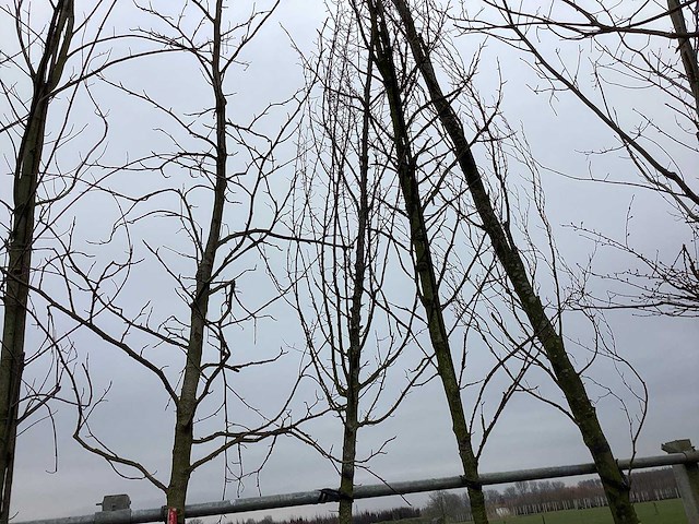 Haagbeuk - vormboom - afbeelding 1 van  2