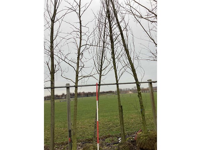 Haagbeuk - vormboom - afbeelding 2 van  2