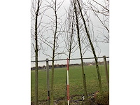 Haagbeuk - vormboom - afbeelding 2 van  2