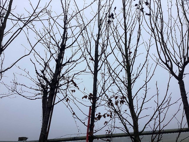 Haagbeuk - vormboom - afbeelding 1 van  3