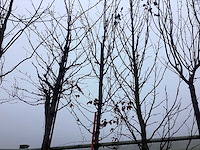 Haagbeuk - vormboom - afbeelding 1 van  3