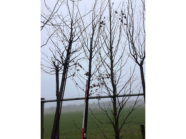 Haagbeuk - vormboom - afbeelding 2 van  3