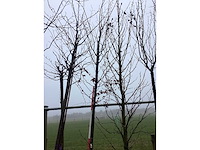 Haagbeuk - vormboom - afbeelding 2 van  3