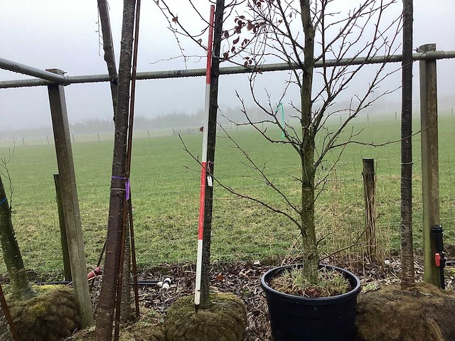 Haagbeuk - vormboom - afbeelding 3 van  3