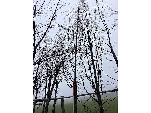 Haagbeuk - vormboom - afbeelding 1 van  3